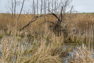 Canvas Print - Beaver habitat