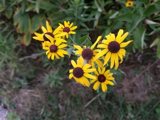 Yellow Flowers in the Garden