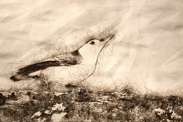 Canvas Print - Sketch of a Profile of a White-Breasted Nuthatch Perched on a Weathered Tree Branch