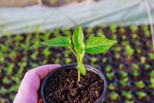 Pepper Seedlings In Plastic Pots. Growing Seedlings In Early Spring In The Greenhouse.