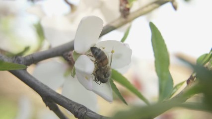 Wall Mural - bee on a flower blooming in the spring of the almond tree , collecting pollen, close-up