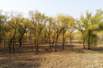 Wall Mural - Forestry scenery, aerial photographs