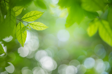 Wall Mural - beautiful leaf in sunny day. green nature background for ecology and freshness wallpaper concept.