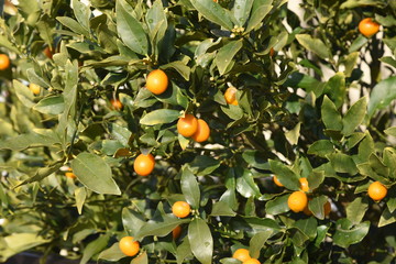 Canvas Print - Kumquat eats the whole skin, so it gets a lot of vitamin C and is effective for sore throat and cough.