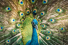 Peacock With Feathers Out