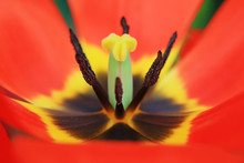 Tulip Stamens Macrophotograph