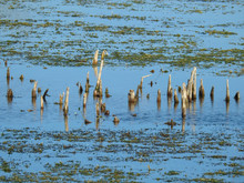 Cypress Knees Growing In The Orlando Wetlands, Florida