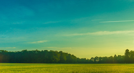 Wall Mural - Germany, Frankfurt, Sunrise, a large green field with trees in the background