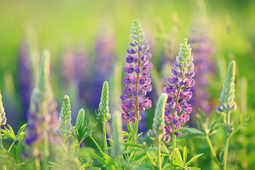 wild wildflowers field / nature landscape, abstract background view summer flowers details flower