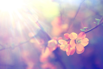 Wall Mural - tender spring flowers background / beautiful picture of flowering branches