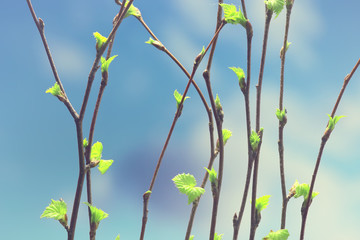 Wall Mural - small branches with buds leaves / spring background, concept freshness botany youth