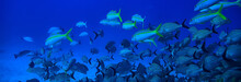 School Of Fish Underwater Photo, Gulf Of Mexico, Cancun, Bio Fishing Resources