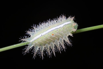 Poster - caterpillars in natural state