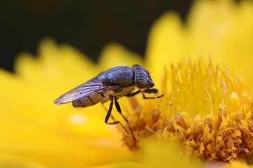 Poster - Flies and insects on yellow flowers