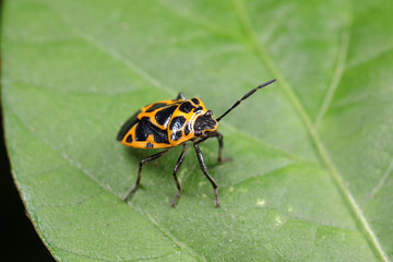 Canvas Print - stink bug insects on plants