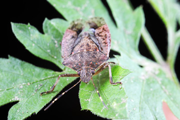 Canvas Print - Halyomorpha halys on green leaves