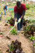 © JackF - Worker spuds plants in a garden