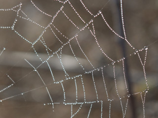 Spider web with dew drops on a background of a slope with dry grass