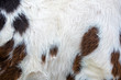Closeup of a cowhide 