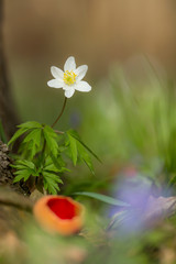 Wall Mural - Wood anemone (Anemone nemorosa) white anemone in shady woods, early spring flower in buttercup family Ranunculaceae. Windflower, thimbleweed or smell fox white anemone, rhizomatous toxic plant 