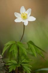 Wall Mural - Wood anemone (Anemone nemorosa) white anemone in shady woods, early spring flower in buttercup family Ranunculaceae. Windflower, thimbleweed or smell fox white anemone, rhizomatous toxic plant 