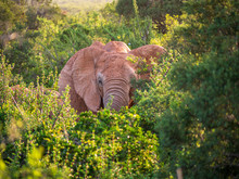 Huge Elephant In Addo Africa Game Drive Park With Green Nature