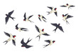 Flying birds flock. Cartoon hand drawn swallows in fight with different poses, kids illustration isolated on white. Vector set colourful image freedom swallow group