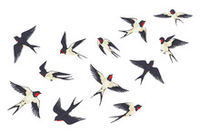 Flying Birds Flock. Cartoon Hand Drawn Swallows In Fight With Different Poses, Kids Illustration Isolated On White. Vector Set Colourful Image Freedom Swallow Group