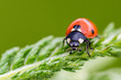 A close-up of a ladybird walking around on a green plant. 