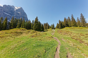 Wall Mural - Alpiglen meadows with Scheideggwetterhorn