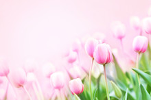 Spring Blossoming Tulips In Garden, Springtime Pink Flowers Field Background, Pastel And Soft Floral Card, Selective Focus, Toned	
