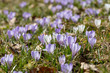 A meadow full of white and purple crocuses on a mountain
