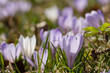 A group of white and purple crocuses on a mountain meadow