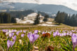 A mountain meadow full of white and purple crocuses with snowy mountains in the background.