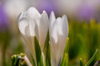 Two white crocuses on a mountain meadow. 