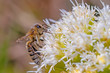 Small bee on a fluffy large flower collecting honey. 