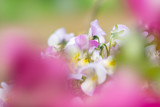 Fototapeta Kwiaty - 春の花