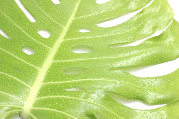 monstera leaf with drop of water isolated on white background