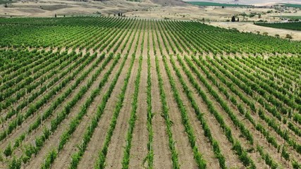 Wall Mural - Aerial beautiful view of mountain vineyard in Crimea, 4k