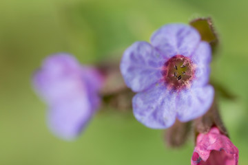 Wall Mural - Lungwort (Pulmonaria officinalis) common lungwort or Mary's tears, rhizomatous medicinal plant in family Boraginaceae with cordate, elongated and pointed leaves. Used for chest conditions and chronic 