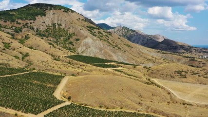 Wall Mural - Aerial beautiful view of mountain vineyard in Crimea, 4k