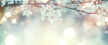 Spring Nature Easter Art Background With Blossom. Beautiful Nature Scene With Blooming Flowers Tree And Sun Flare. Sunny Day. Spring Flowers. Beautiful Orchard. Abstract Blurred Background. Springtime
