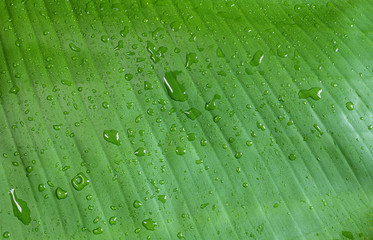 Close-up of green leaves