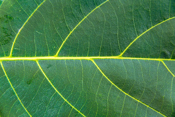 Close-up of green leaves