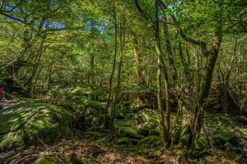 Primival forest hiking trails in Japan