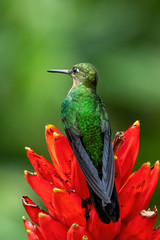 Wall Mural - Amazilia decora, Charming Hummingbird, bird feeding sweet nectar from flower pink bloom. Hummingbird behaviour in tropic forest, nature habitat in Corcovado NP, Costa Rica. Two bird in fly, wildlife.