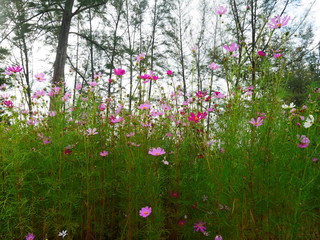 Pink flower fields and trees