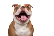 Portrait Of An Happy Old English Bulldog Looking At The Camera With A Huge Smile Isolated On A White Background