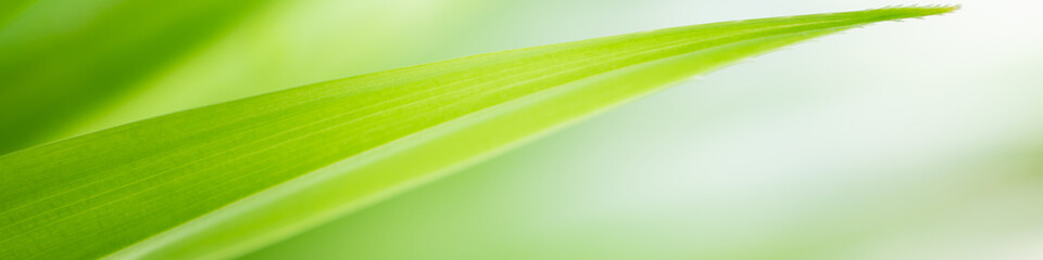 Wall Mural - closeup tropical green leaf textured on blurred background. nature background for banner and cover p
