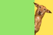 Portrait of a cute podenco andaluz on a yellow background looking around the corner of a green empty board with space for copy